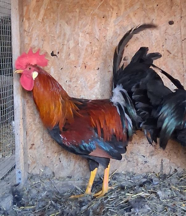 Vand 2 cocosi Italian Potarnichiu