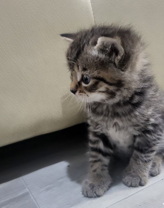 Котенок, породистый