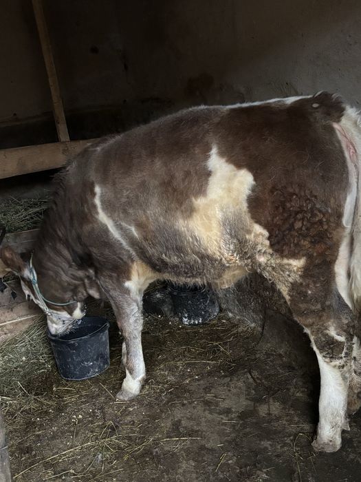 De vanzare vitica 5 luni