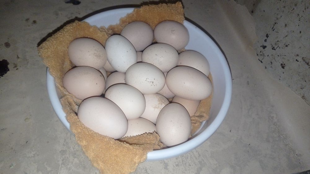 Brama Xo'roz Zolota Palviy Pux Qorasi Paliviy Galiboy Pux Tuxumlari