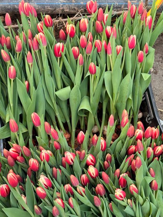 Тюльпаны из парника