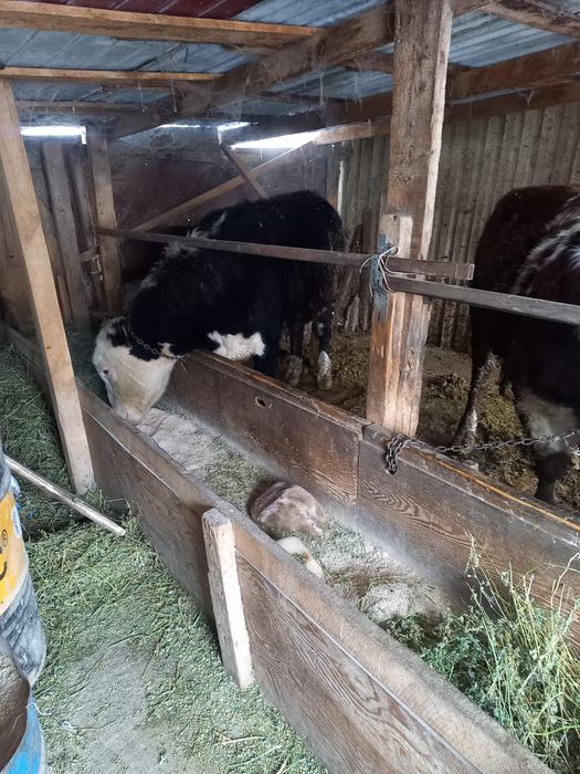 Продаются 3 головы бычков