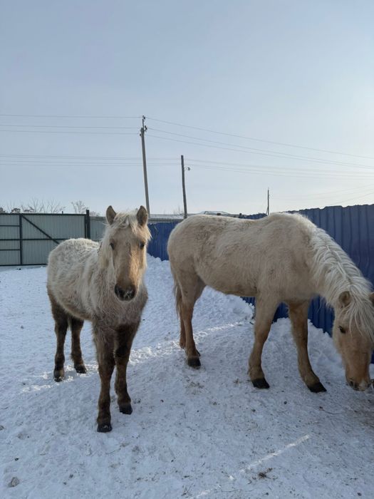 Продам кобылу с жеребенко
