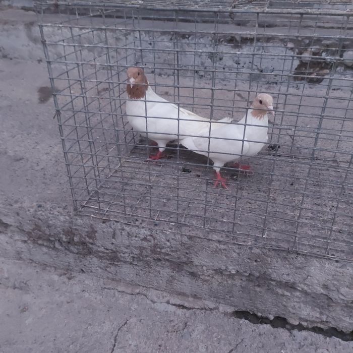 Сарыбас пара лет с игрой гатовый