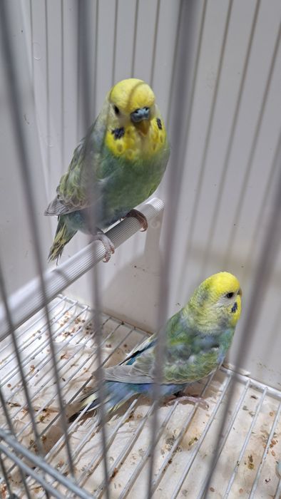 Peruși Rainbow Rainbow