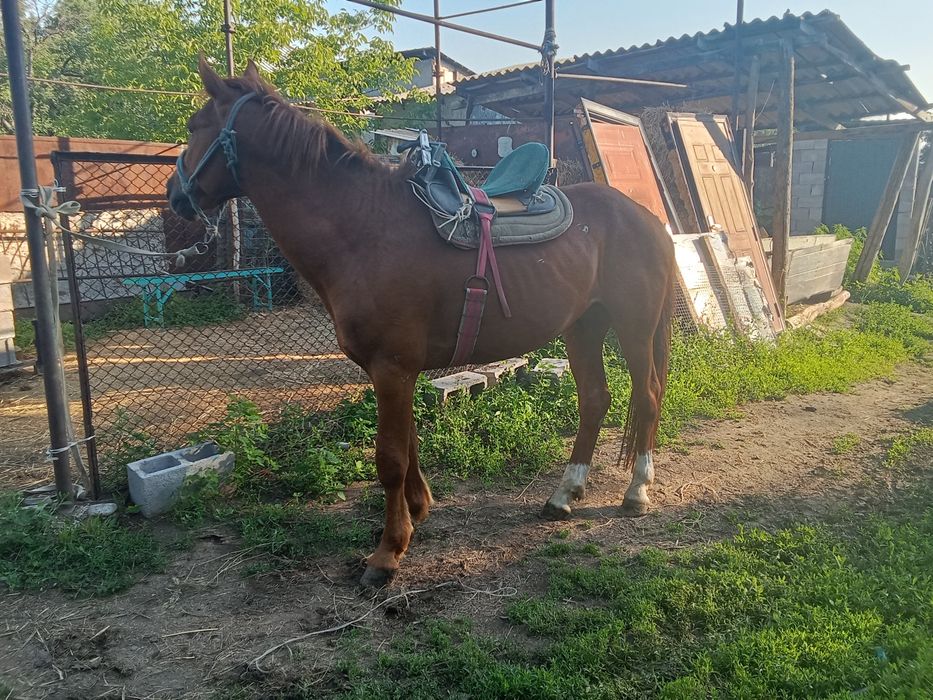 Продается жеребец. Айгыр.