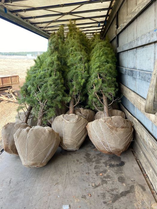 Сосна обыкновенная пирамидальная премиум