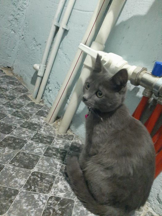 Mushuk Strayt qiz bola