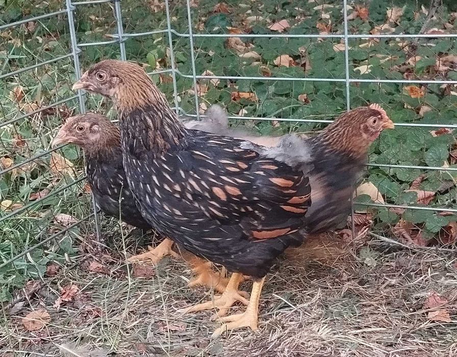 Pui de gaina auriu negru