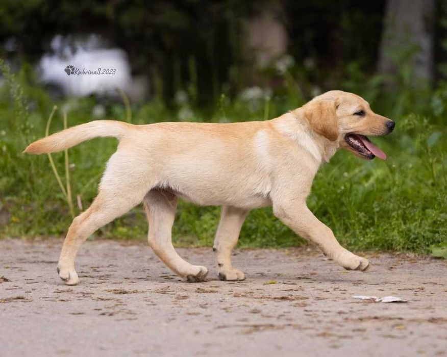 Продажа собак и щенков