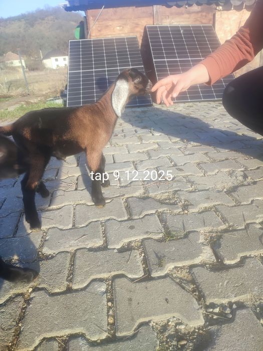 Tapisor/tapi si o ieduta Anglonubian de vanzare