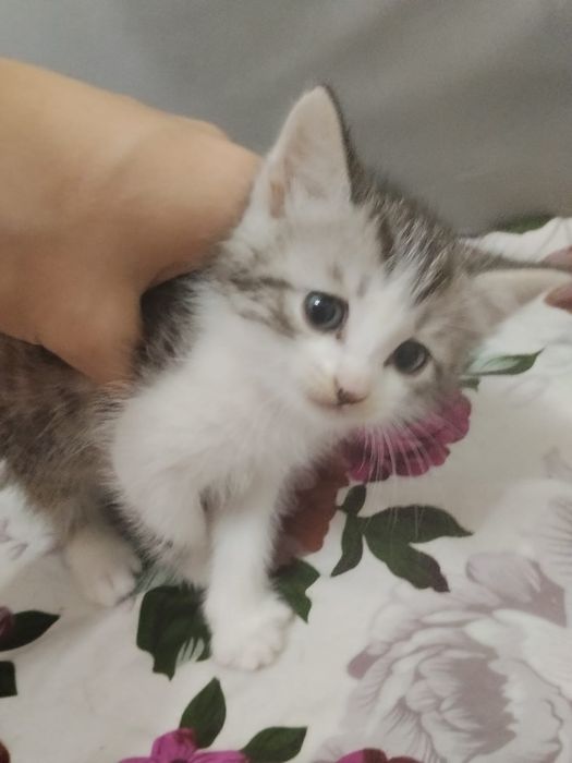 Отдам бесплатно котят