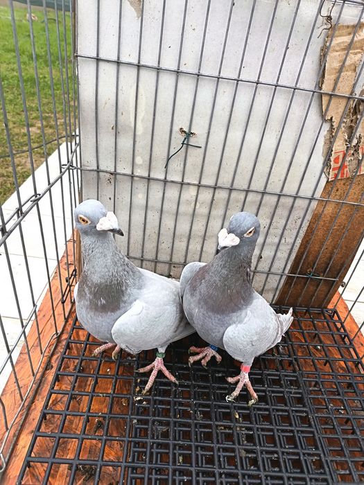 Vând pereche porumbei voiajori italieni tineri