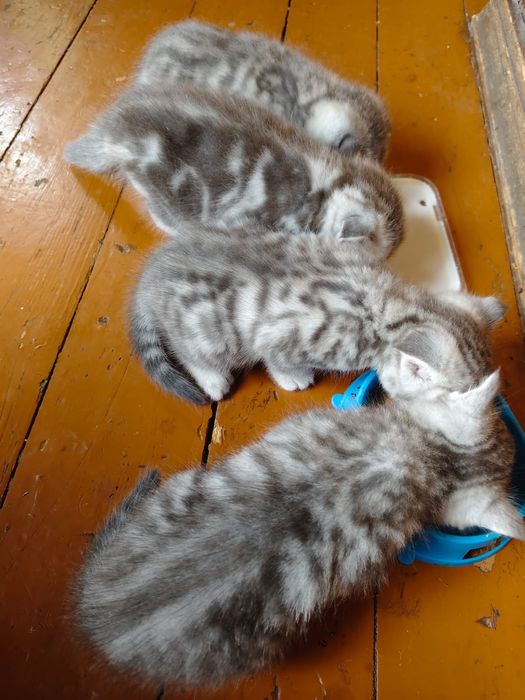 Котята шотландцы