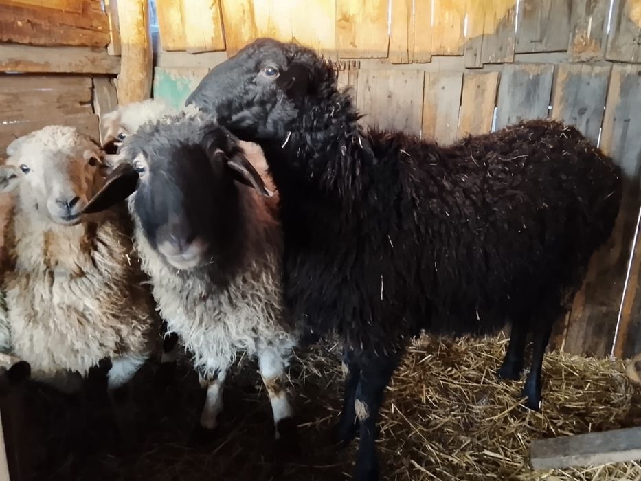 Продам баранов 5 голов