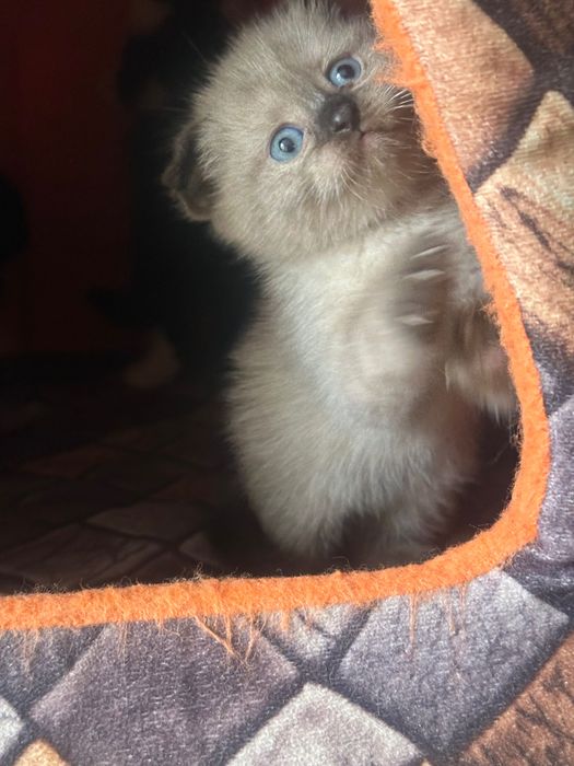 Котята Шотландские вислоухие