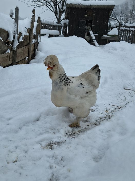 Ouă pentru incubat, găini moțate și bărboase.gainile sunt vaccinate.