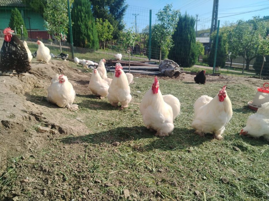 Oua Cochinchina pitic
