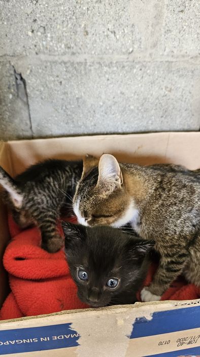 Отдам котенка в добрые руки)))