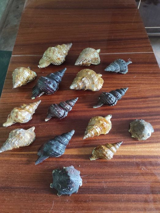 Различни размери раковини