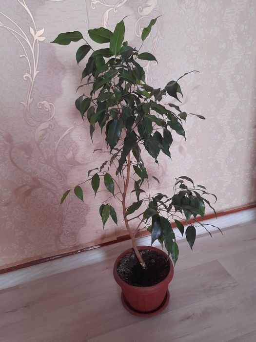 Фикус бенджамина