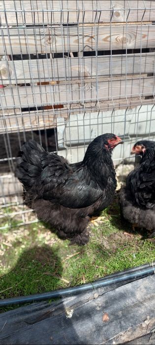 Vând 3 gaini brahma negru