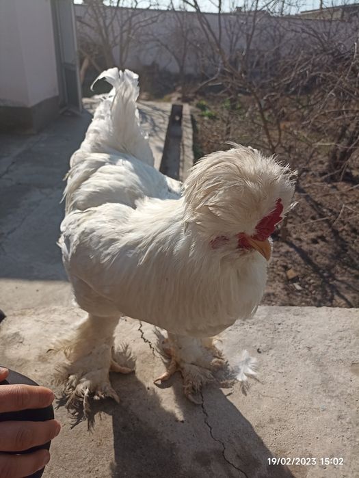 Brama sotiladi narxi 400 kami yoq