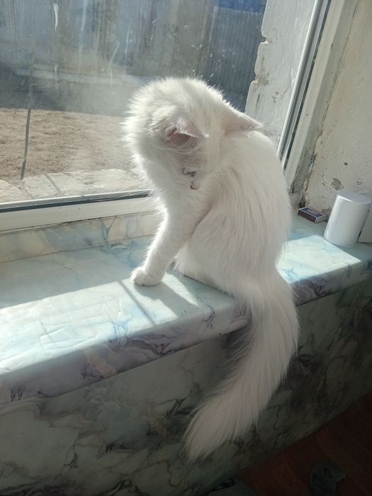 Срочно отдам кошку