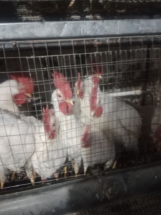 Петушки Легорн стандарт