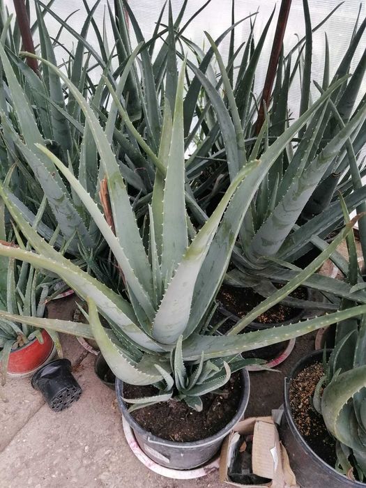 Vand aloe vera B.MILLER.  +5ANI