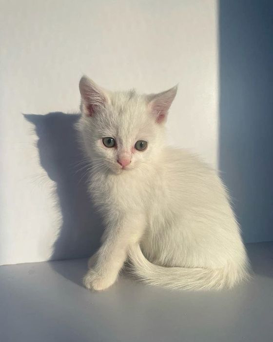 Mushukcha turk angora