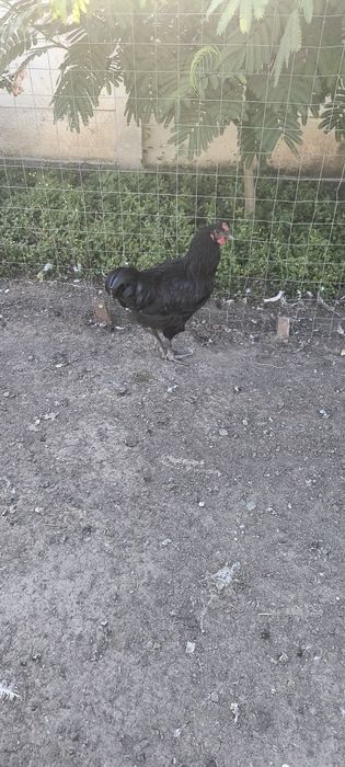 Cocosi austrolorp
