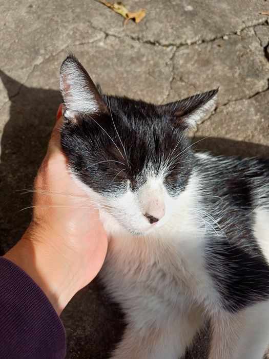 Търси дом - нежна домашна котка