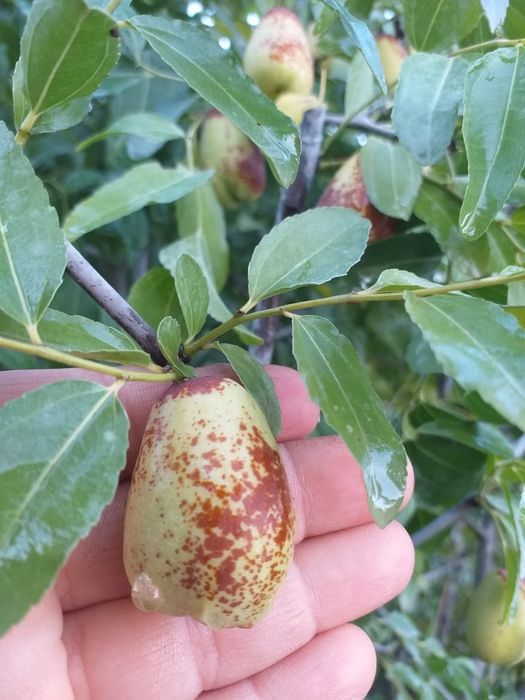 Pomi Fructiferi Exotici (Curmal Chinezesc )