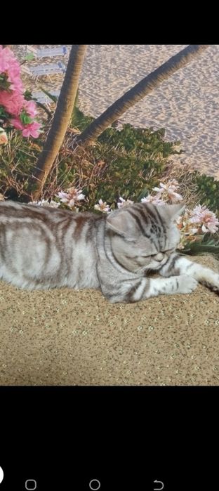 Котята шотландцы мраморные