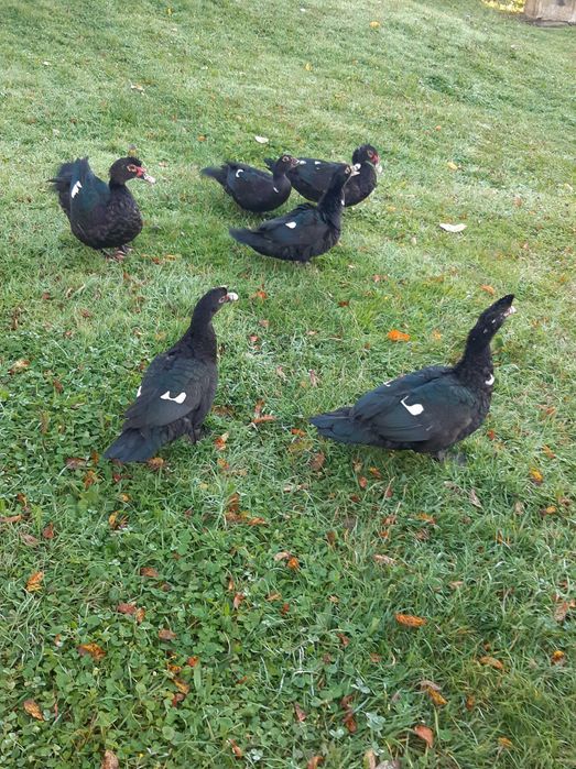 Vând rațe mute 2025