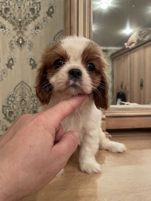 Кавалер кинг чарльз спаниель