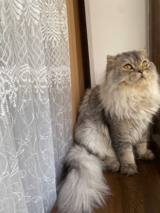 Продаётся котенок породы Скоттиш Фолд