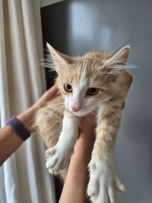 Котета търсят добри стопани