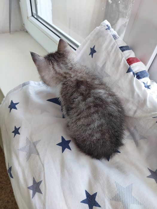 Котёнок девочка 1,5 месяца