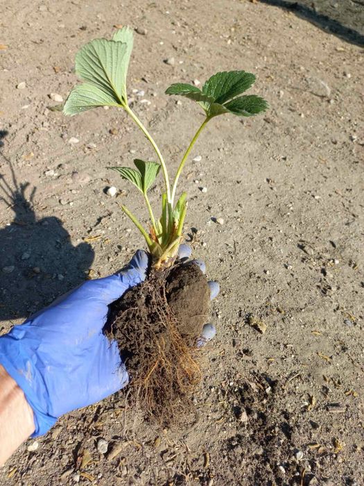 Разсад целогодишни ягоди Мурано