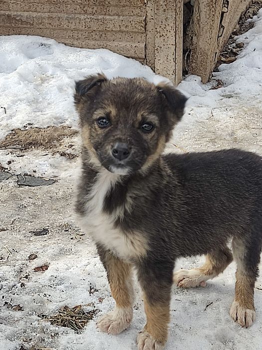 Отдам щенят в добрые, хорошие руки