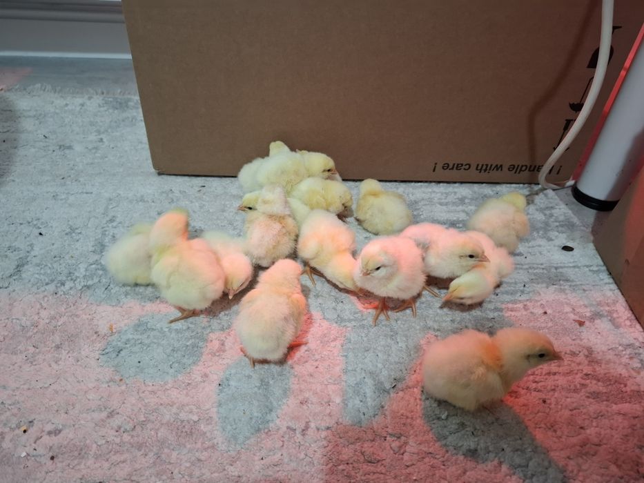 Ouă pentru incubat La Bresse