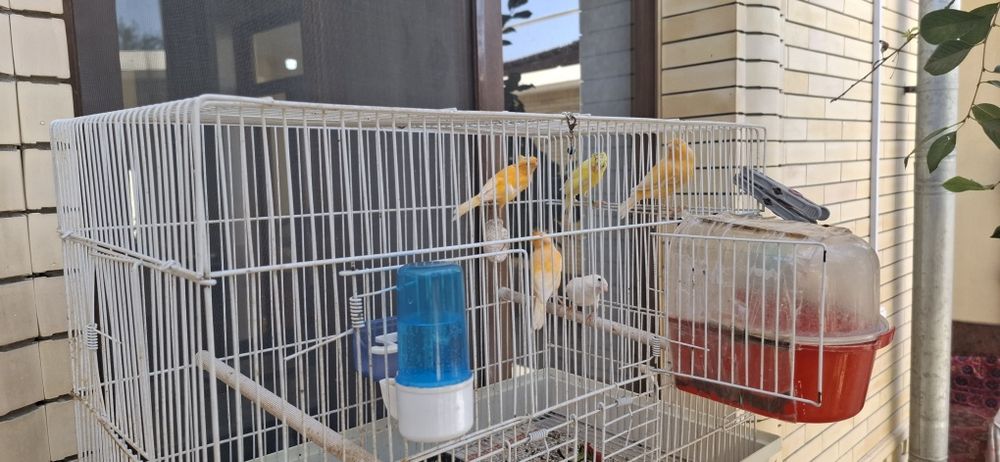 Продаётся канарейки самцы