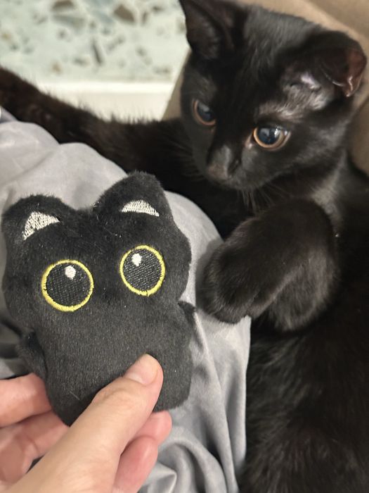 Кот ищет кошечку. Вязка кота
