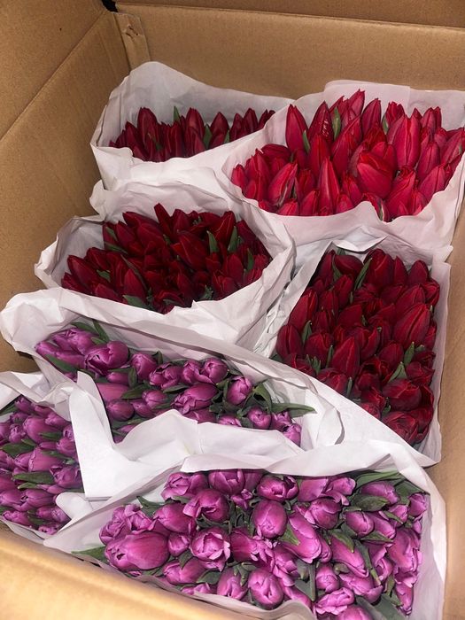 Голландские тюльпаны оптом и в розницу