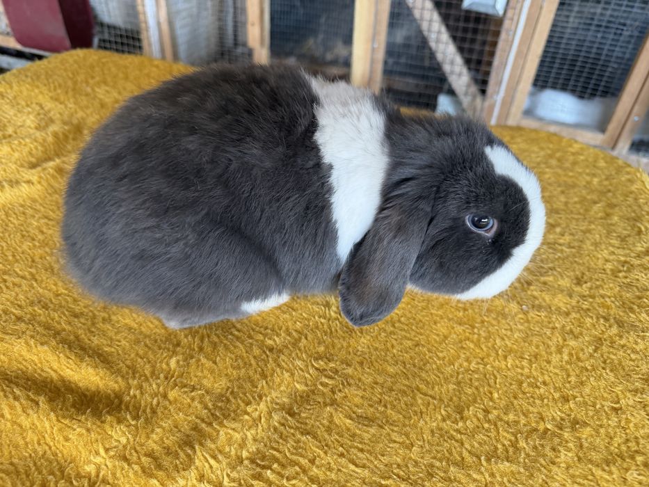 Минилоп сплинт куён quyon