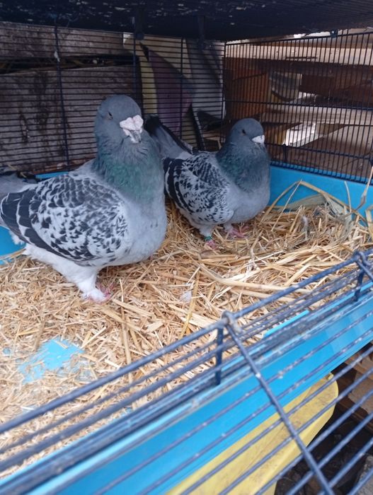 Vând standard  porubei