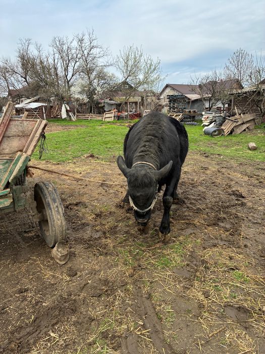 Angus pentru sacrificat