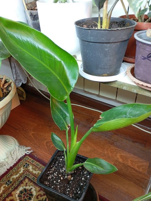 Стрелиция Николая